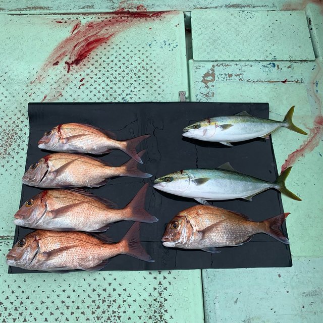 マダイ・ハマチ(ブリ)