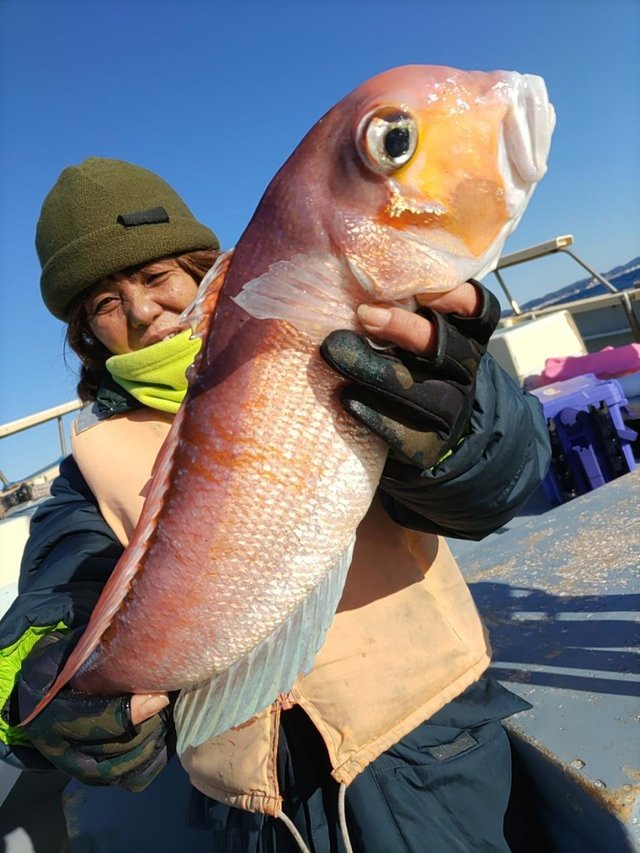 アマダイ(アカアマダイ)