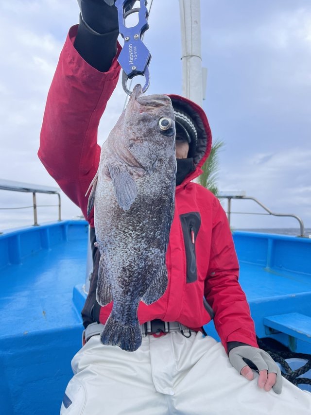 マゾイ(キツネメバル)