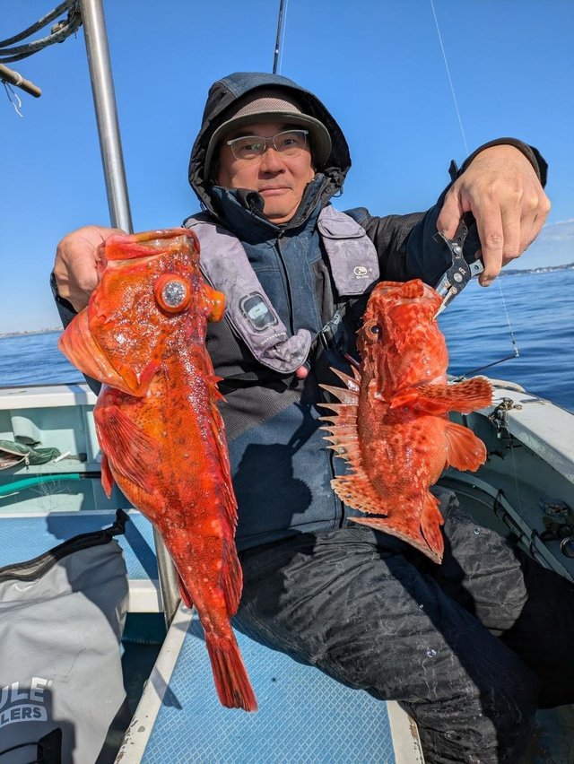 オニカサゴ・カンコ(ウッカリカサゴ)