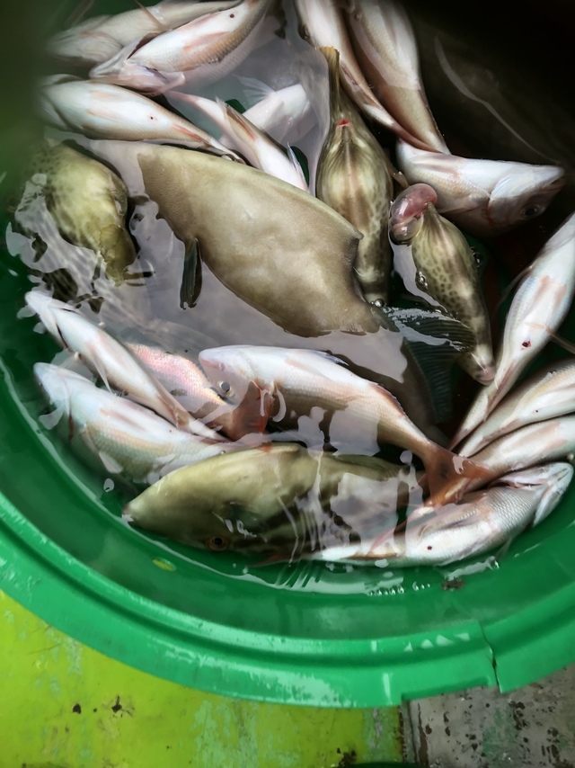 ハナダイ(チダイ)