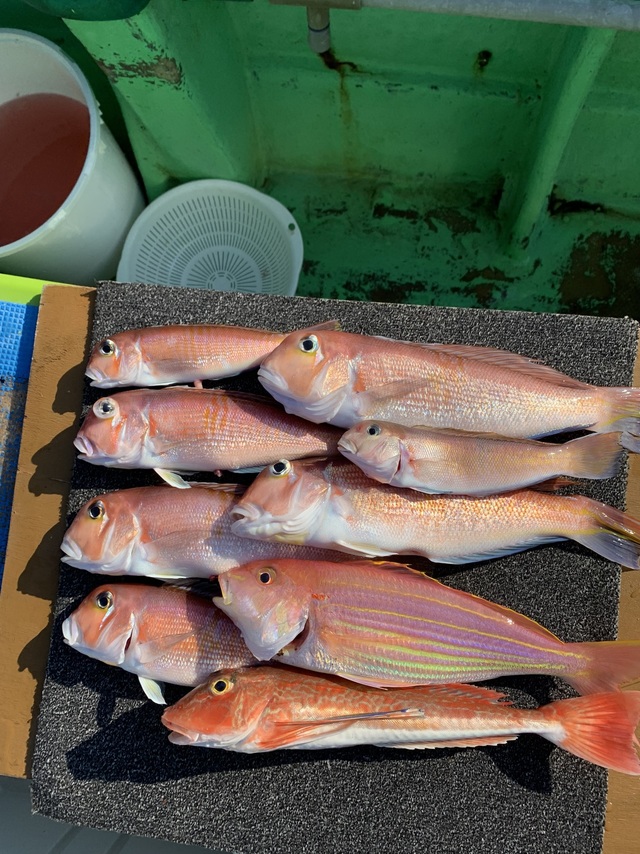 アマダイ(アカアマダイ)