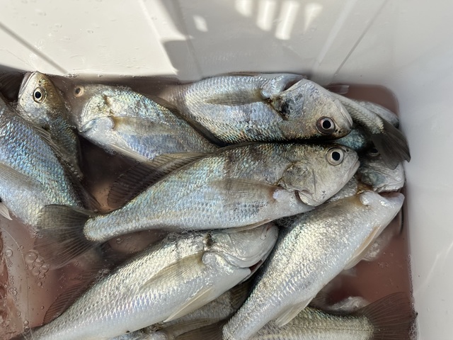 イシモチ(シログチ)