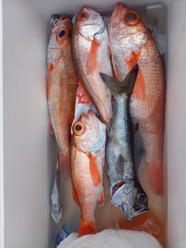 クロムツ・アカムツ