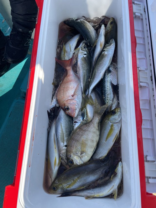 マダイ・マアジ・メイチダイ