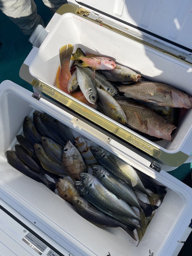 マダイ・オオモンハタ・マアジ・メイチダイ