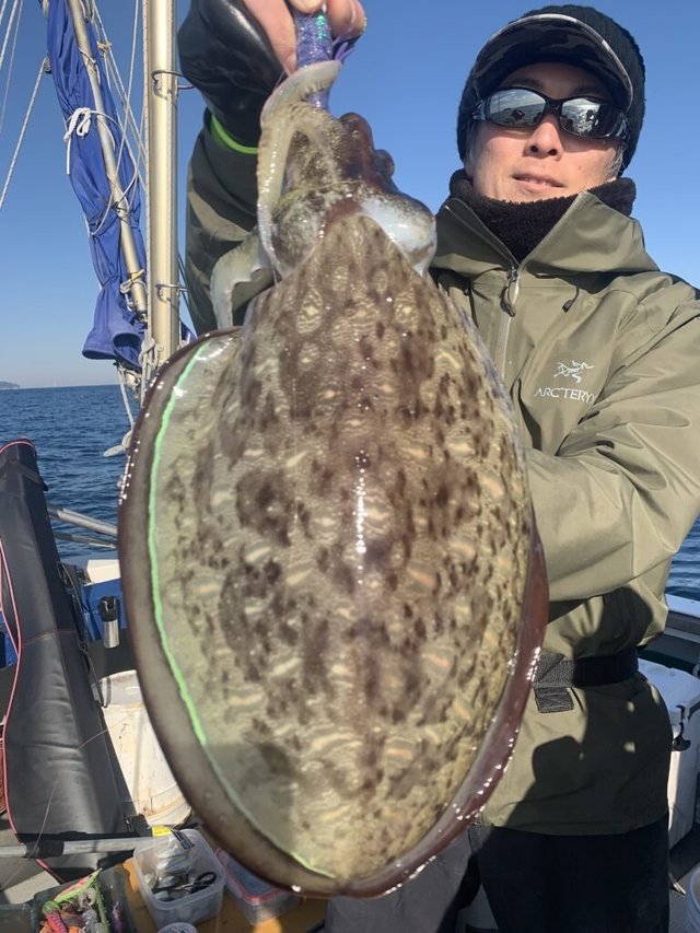 モンゴウ(カミナリイカ)