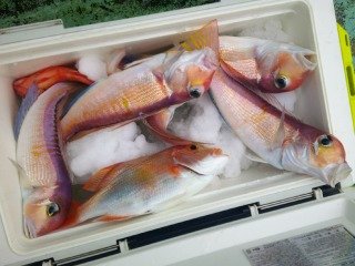 アマダイ(アカアマダイ)