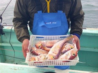 アマダイ(アカアマダイ)