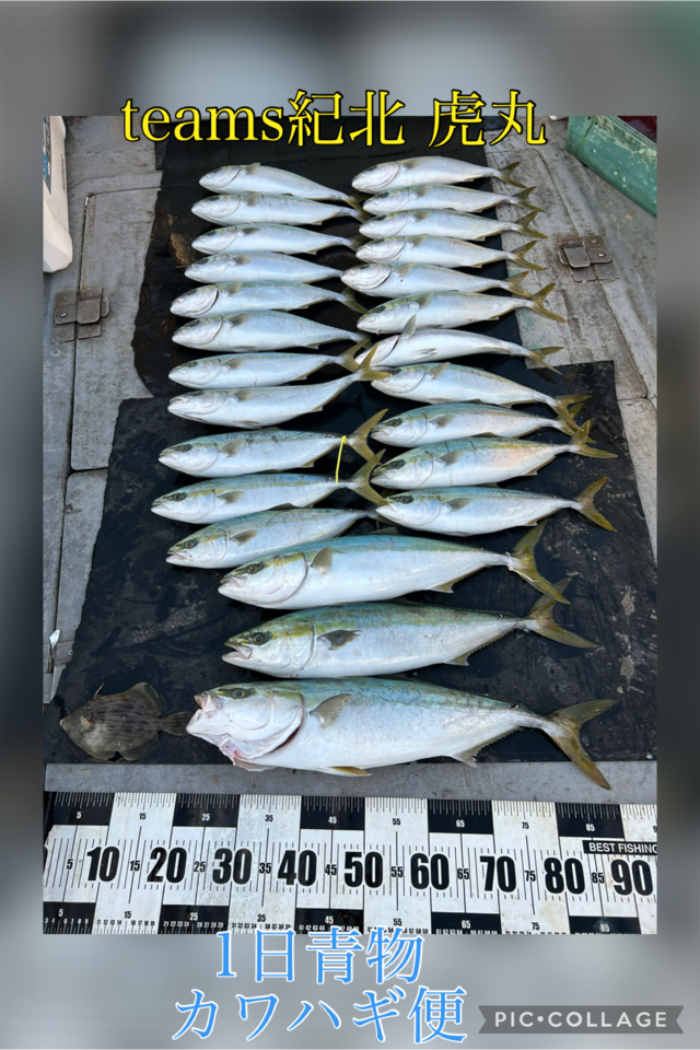 ハマチ(ブリ)・メジロ(ブリ)・カワハギ