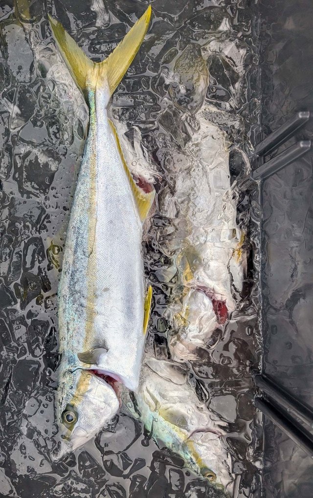 イナダ(ブリ)・ヒラマサ