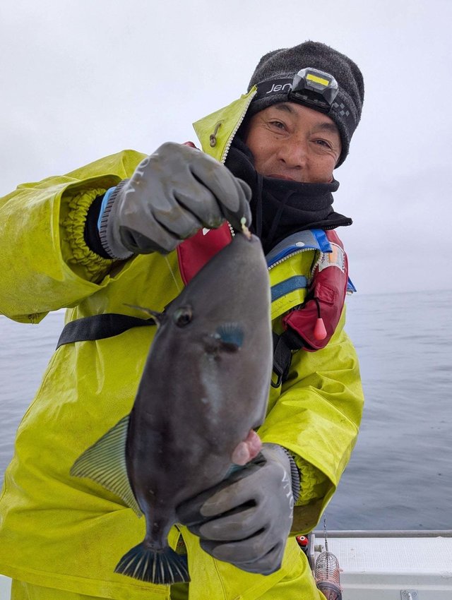 ウマズラハギ(ウマヅラハギ)