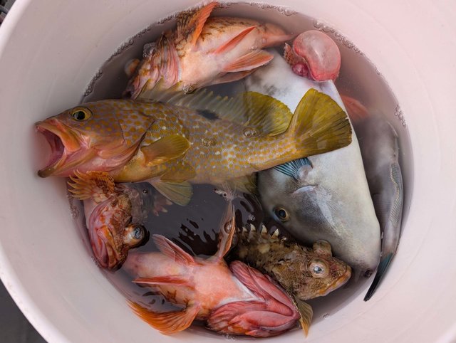 キジハタ・ウッカリカサゴ・ウマズラハギ(ウマヅラハギ)