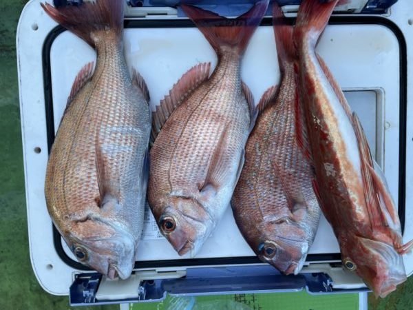 マダイ・ホウボウ