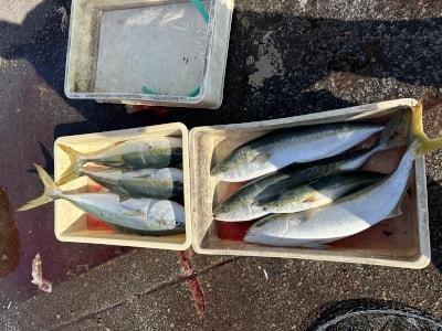 ブリ・メジロ(ブリ)