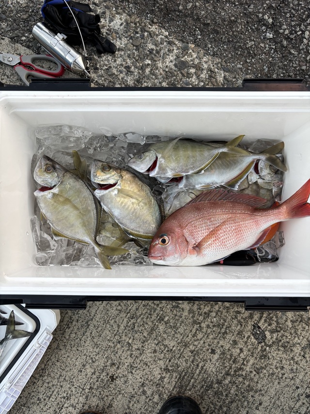 マダイ・カイワリ