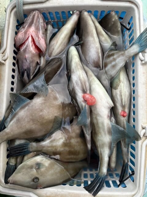 ウマヅラ(ウマヅラハギ)