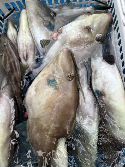 ウマヅラ(ウマヅラハギ)