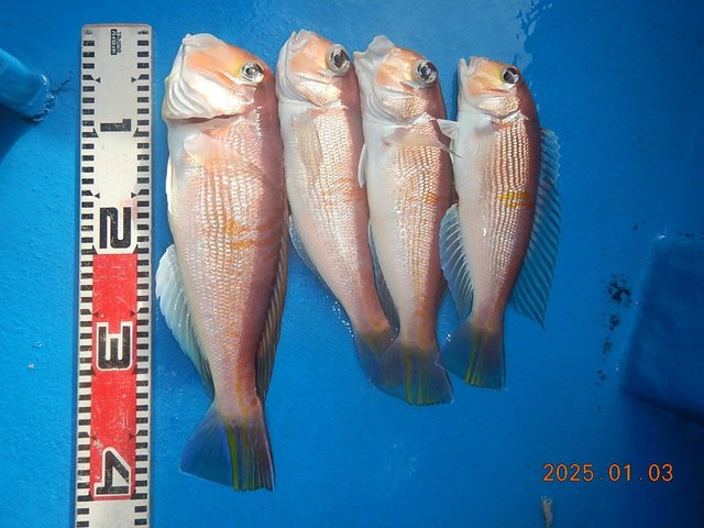 アマダイ(アカアマダイ)