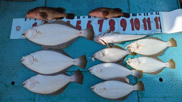 アズキマス(キジハタ)・マゴチ・ヒラメ