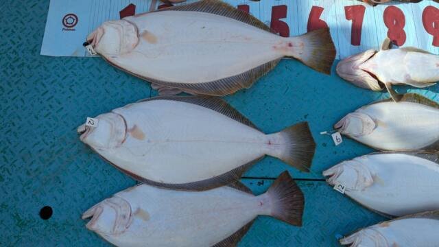 マゴチ・ヒラメ