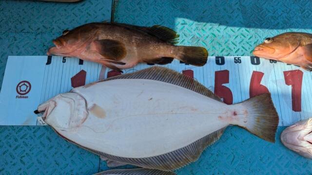 アズキマス(キジハタ)・ヒラメ