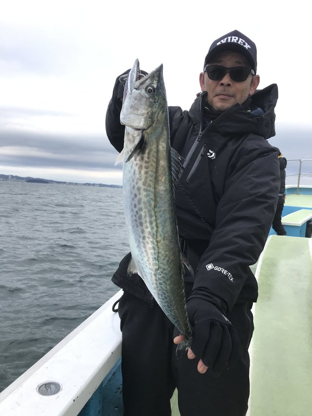 サゴシ(サワラ)