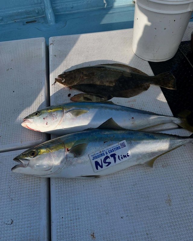 ワラサ(ブリ)・ヒラメ