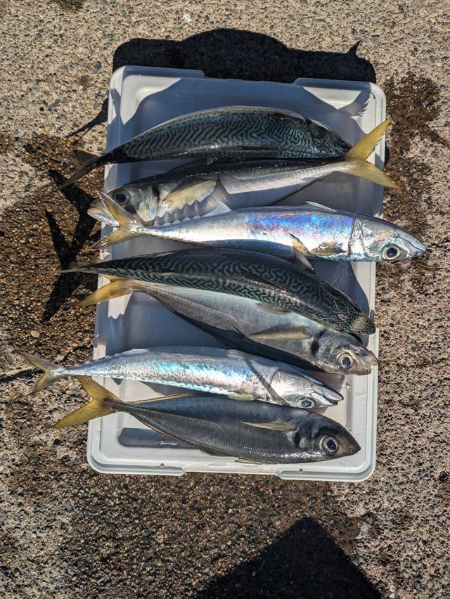 アジ(マアジ)・サバ(ゴマサバ)