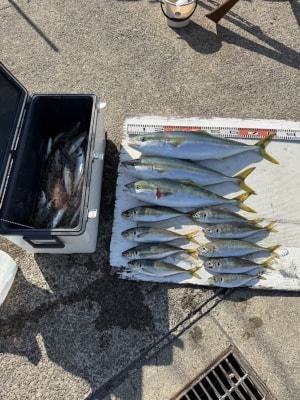 マダイ・マアジ・メジロ(ブリ)・イサギ(イサキ)