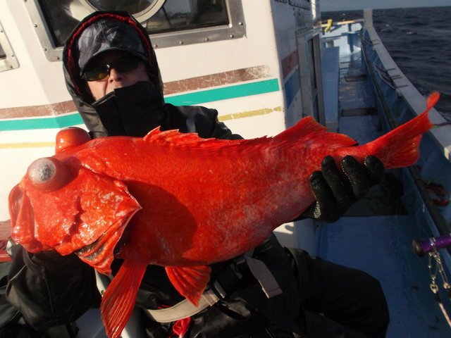 アコウ(アコウダイ)