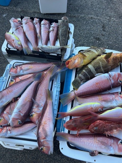 アオハタ・カイワリ・アマダイ(アカアマダイ)・イトヨリ(イトヨリダイ)・オニカサゴ・ホウボウ