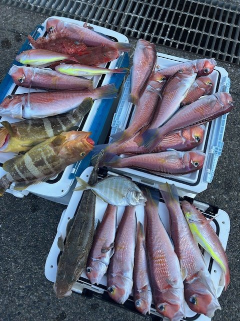 アオハタ・カイワリ・アマダイ(アカアマダイ)・イトヨリ(イトヨリダイ)・オニカサゴ・ホウボウ