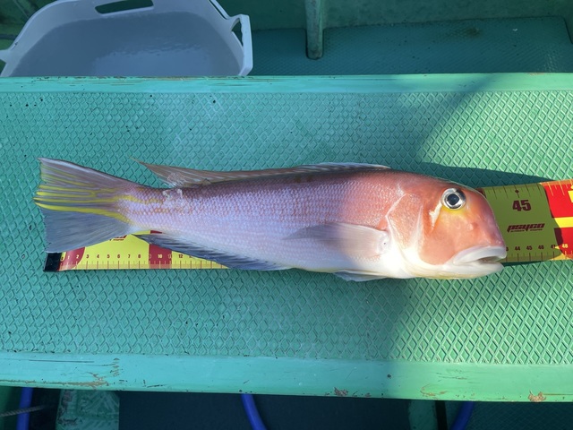 アマダイ(アカアマダイ)