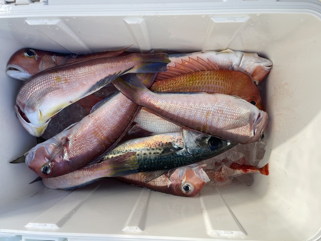 アマダイ(アカアマダイ)