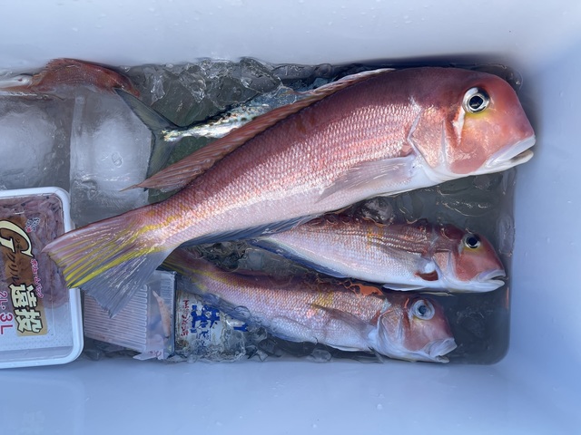 アマダイ(アカアマダイ)