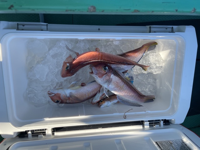 アマダイ(アカアマダイ)