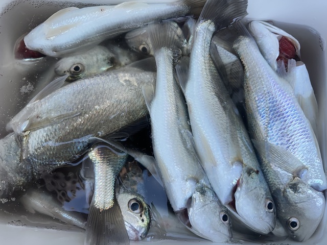 イシモチ(シログチ)