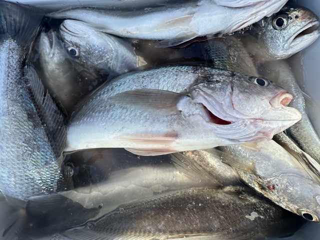 イシモチ(シログチ)