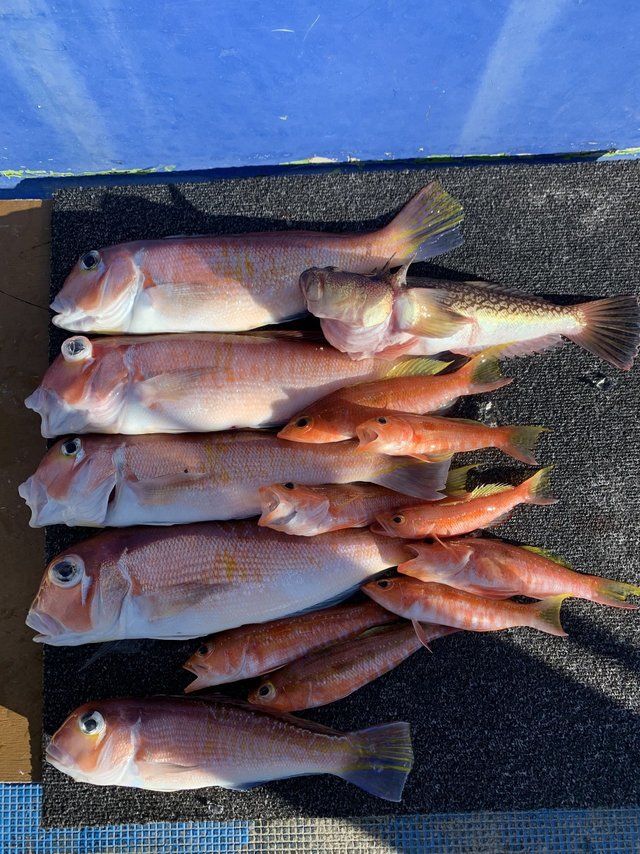 アマダイ(アカアマダイ)