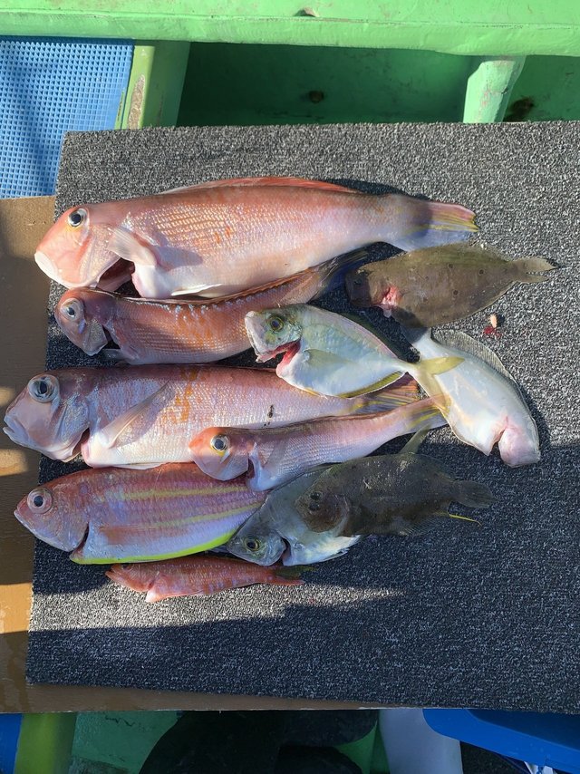 アマダイ(アカアマダイ)