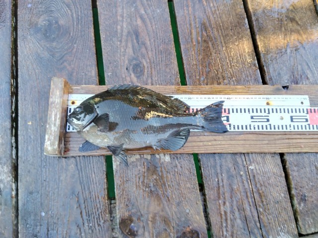 クチブトグレ(メジナ)