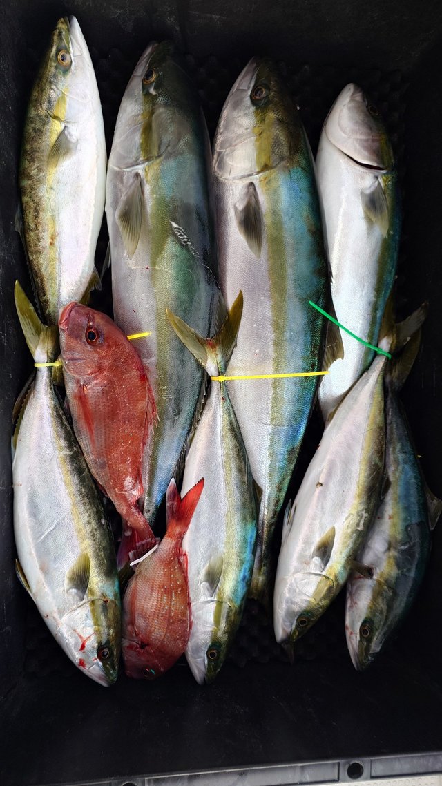 タイ(マダイ)・ブリ