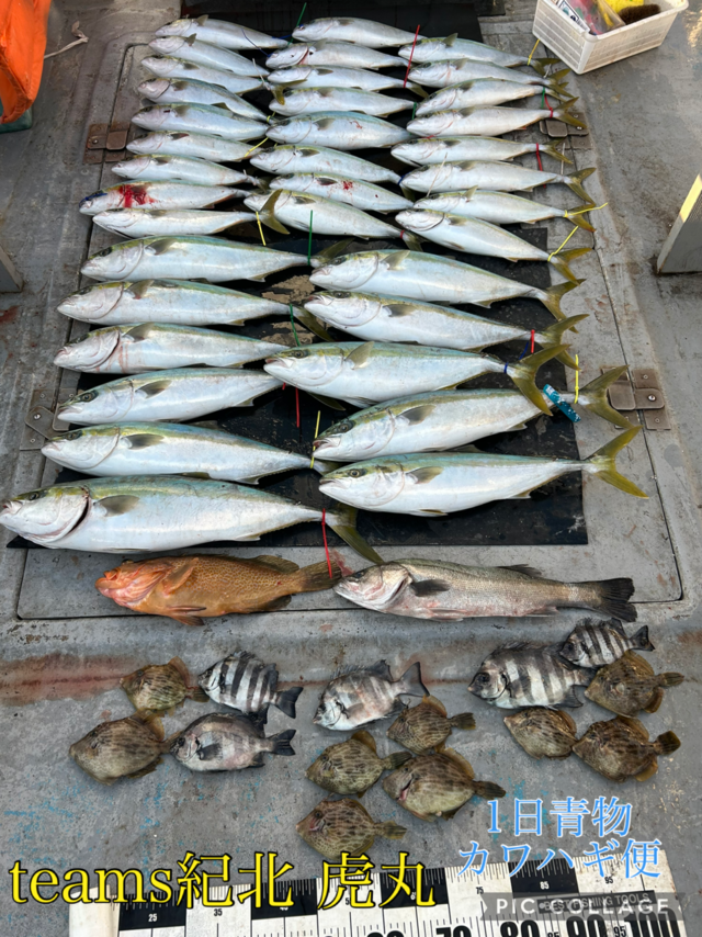 スズキ・キジハタ・ハマチ(ブリ)・メジロ(ブリ)・カワハギ・ハス