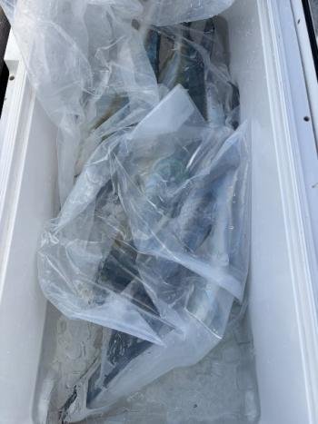 ヒラマサ・サワラ