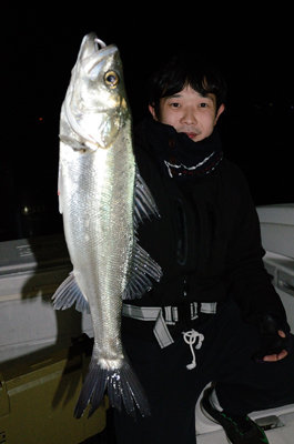 シーバス(スズキ)