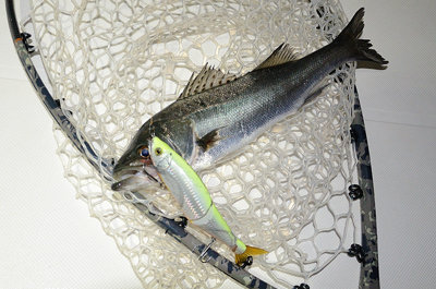 シーバス(スズキ)