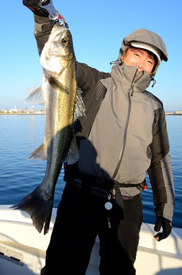 シーバス(スズキ)