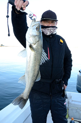 シーバス(スズキ)