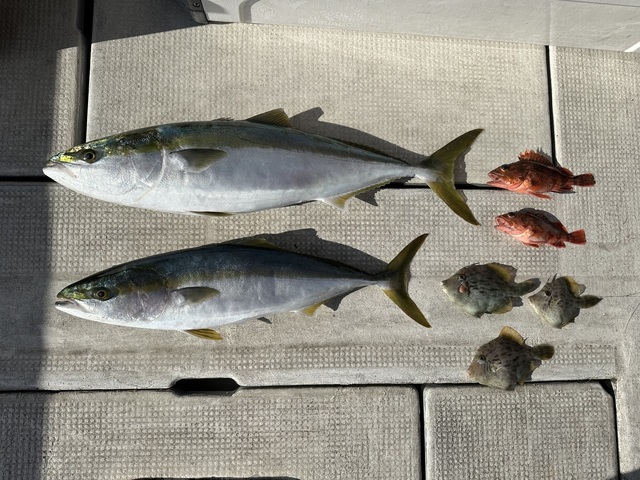 ブリ・メジロ(ブリ)・ガシラ(カサゴ)・カワハギ